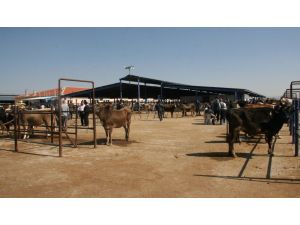 Afyonkarahisar’da Kurban Bayramına Doğru