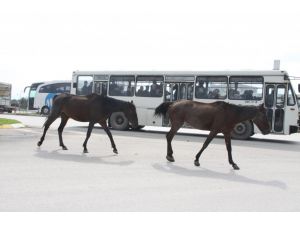 Başı Boş Atlar Tehlike Saçıyor