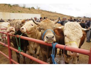 (Özel Haber) Kurbanlıklarda Alanda Satanda Memnun