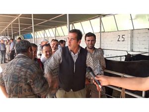 Havran Kurban Pazarında Tosunlara Büyük İlgi