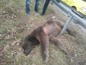 Artvin’de Ayı Yol Kenarında Ölü Bulundu