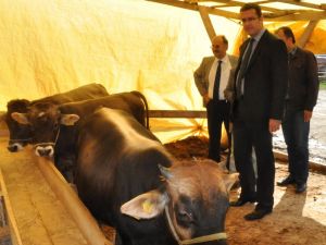 Kurban Derisinden 1 Milyar Dolar Gelir