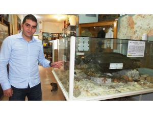 Dünyanın En Büyük Su Kaplumbağası Edremit’te Sergileniyor