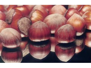 Yeni Sezon Fındık İhracatı 225 Bin Ton