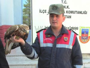 Yaralı Kızıl Şahine Jandarma Sahip Çıktı