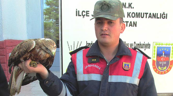 Yaralı Kızıl Şahine Jandarma Sahip Çıktı