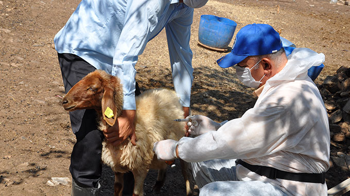 Tarım İl Müdürlüğünden Kurban Uyarısı