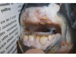 Rusya’da İnsan Dişli Balık Yakalandı