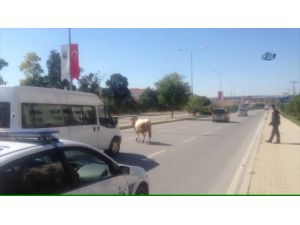 Karayoluna Çıktı, Ortalığı Birbirine Kattı