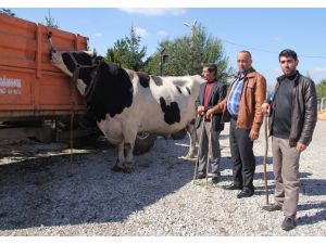 Otomobil Fiyatına Kurbanlık