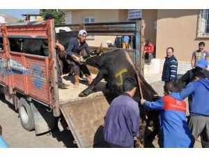 Kurban Pazarında Arife Günü Yoğunluğu