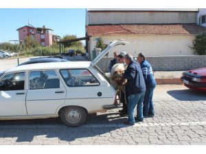 Tebessüm Ettiren Kurbanlık Taşıma Manzaraları