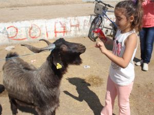 Kurbanlık Keçisini Çubuk Krakerle Besledi