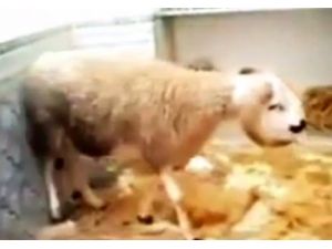 Kurbanlık Koç Firar Etti