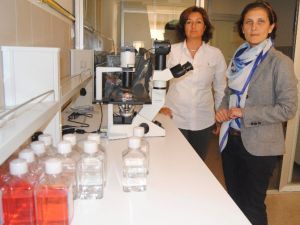Aü’de Hayvanlara Kök Hücre Nakli
