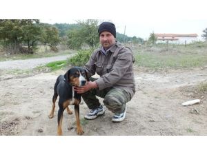 Domuz Avcısı Köpek