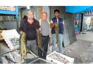 Nesli Tükenmekte Olan Kolan Balığı Balıkçıların Ağına Takıldı