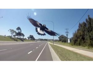 Bisikletli Şahsa Kamikaze Dalışı