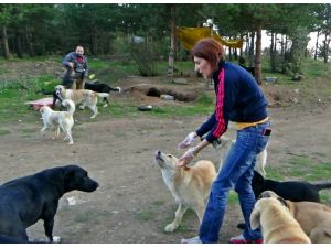 Hayvansever Kadın 200 Köpeğe Bakıyor
