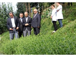 Stevya Rize’de İlk Yılını Tamamladı