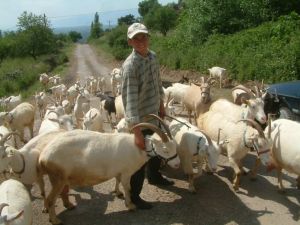 Burhaniyede Mavi Dil Karantinası