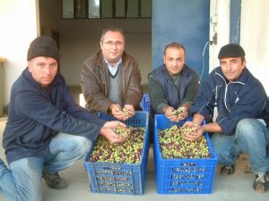 Burhaniyede Tariş Yeşil Zeytin Alımına Başladı