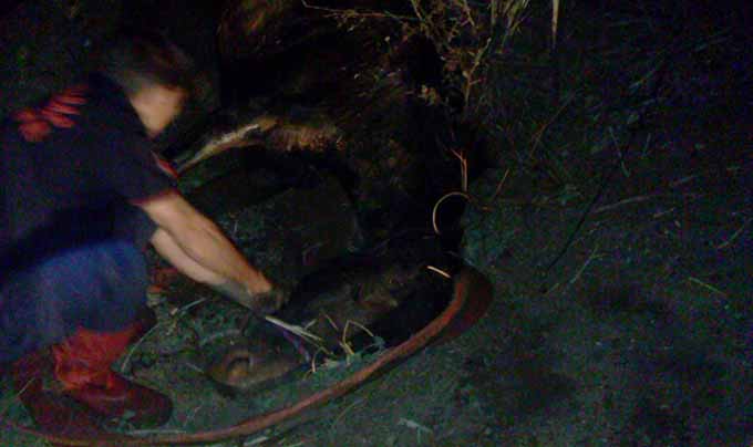 Sulama Kanalına Düşen At 3 Gün Sonra Fark Edildi  