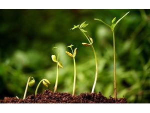 Türkiye Tohumcular Birliği Başkanı Yıldıray Gencer: