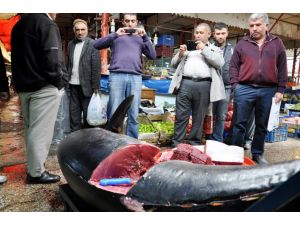 225 Kiloluk Orkinos Balığı Görenleri Şaşırtıyor