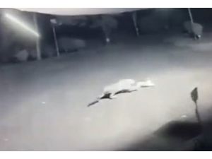 Leoparın Sokak Ortasında Köpek Avı