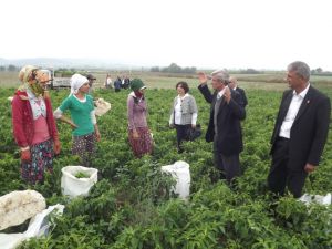 Mardinli Kızlar Çeyiz Düzmek İçin Bursada Biber Topluyor