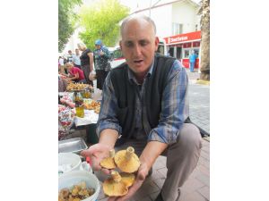 Mantar Köylüye Gelir, Vatandaşa Yemek Oluyor