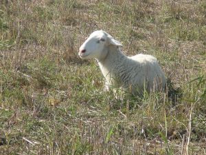 Çanakkale’de Mavi Dil Hastalığı Tedbirleri