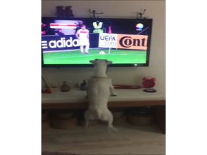 Fanatik Köpek