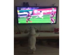 Bu Da Fanatik Köpek