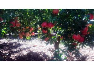 Nar Hasadı Başladı