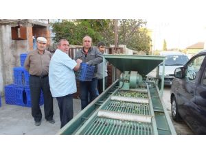 Edremit Körfezinde Zeytin Hasadına Başlandı