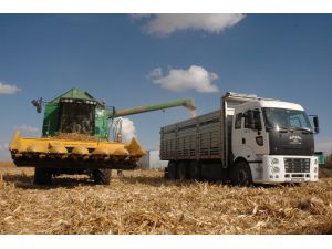 Karaman’da Mısır Hasadı Başladı