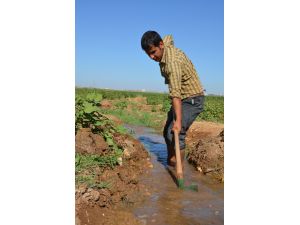 Vahşi Sulama Bitince Elektrik Tüketimi Yüzde 60 Azaldı