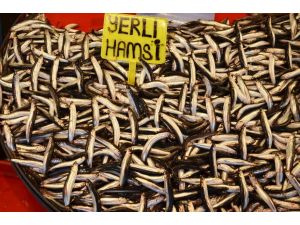 (Özel Haber) Marmara’da Hamsi Bereketi