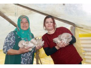 Mantar Yetiştiren Kadın Girişimci Destek Bekliyor