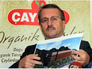 Çaykur Üreticisine Bir Yılda Yaklaşık Bir Milyar Tl Ödeme Yaptı