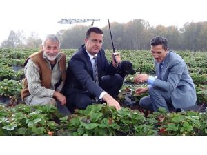 Sonbahar Mevsiminde Bin 50 Rakımlı Yaylada Organik Çilek Yetiştirdi