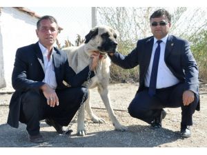 (Özel Haber) Hırsızların Yeni Hedefi Malaklı Köpekleri