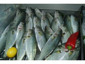 Boğazda Lüfer Bereketi