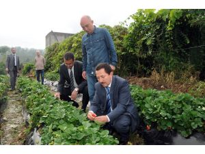 60 Dönümde 30 Kişi Çalıştırıyor