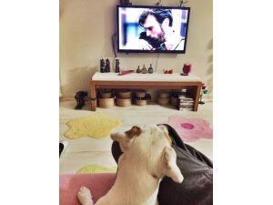 (Özel Haber) Bu Köpek Futbol Maçı İzlerken Kendini Kaybediyor