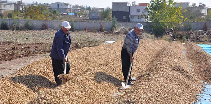 İlimizde Yer Fıstığına Kapı Aralanıyor