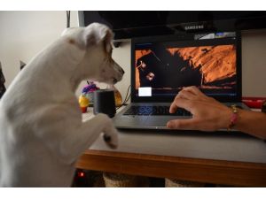 Bu Köpek Bir Harika