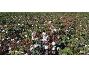 Beyaz Altın Bu Kez Üzdü